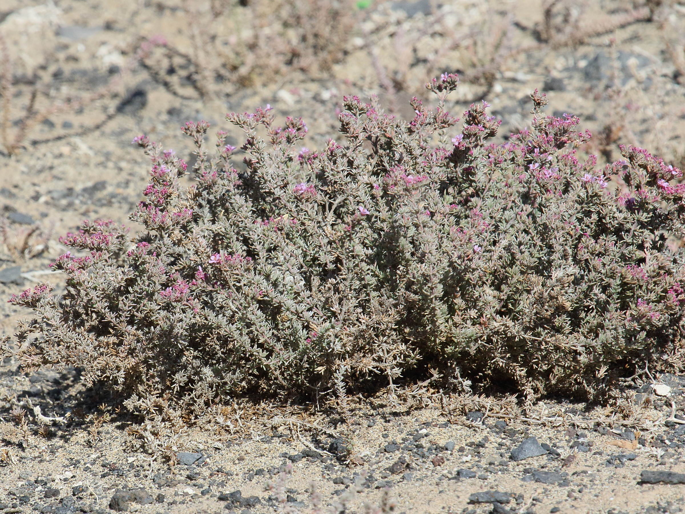 Afficher le média frankenia_hirsuta5bd frankenia_hirsuta5bd