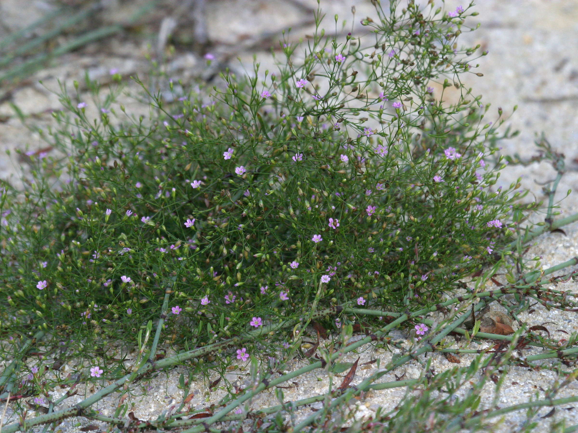 gypsophila_muralis1bd