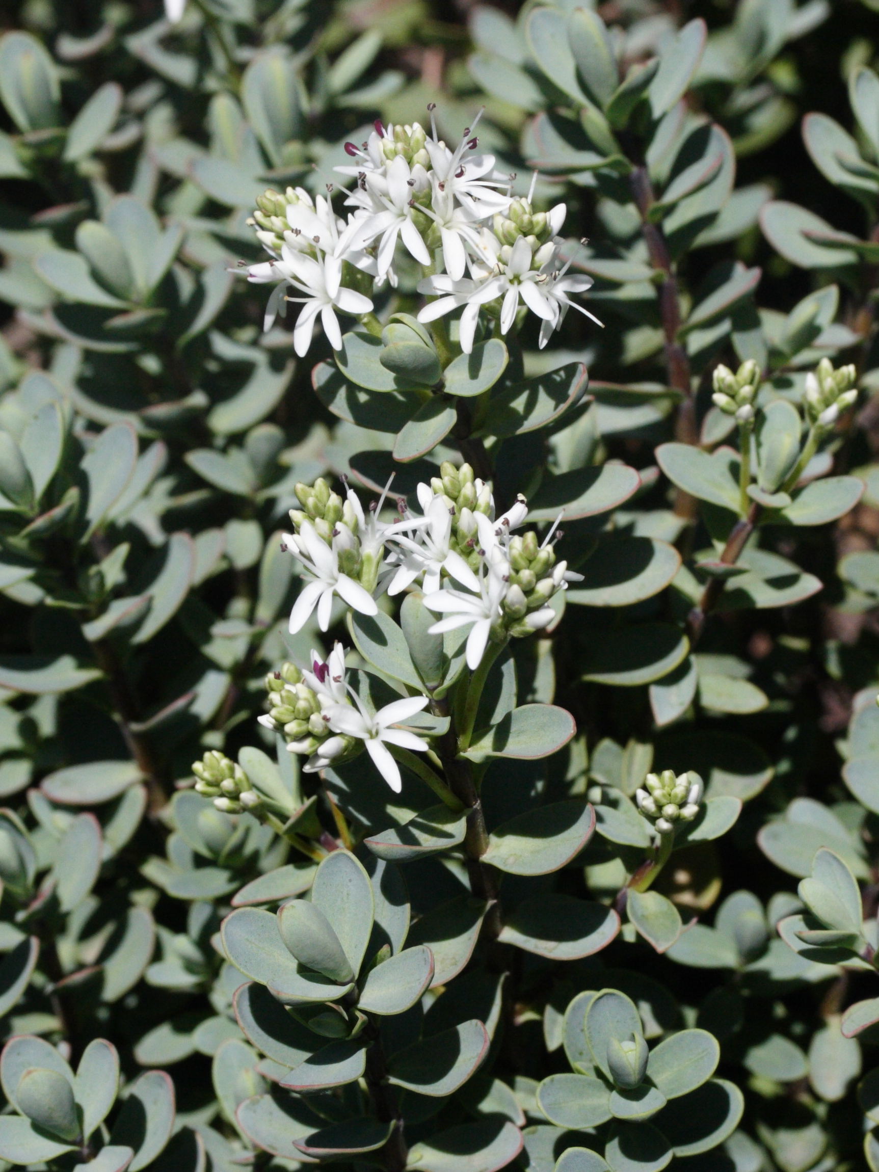 Afficher le média hebe_pinguifolia1md hebe_pinguifolia1md