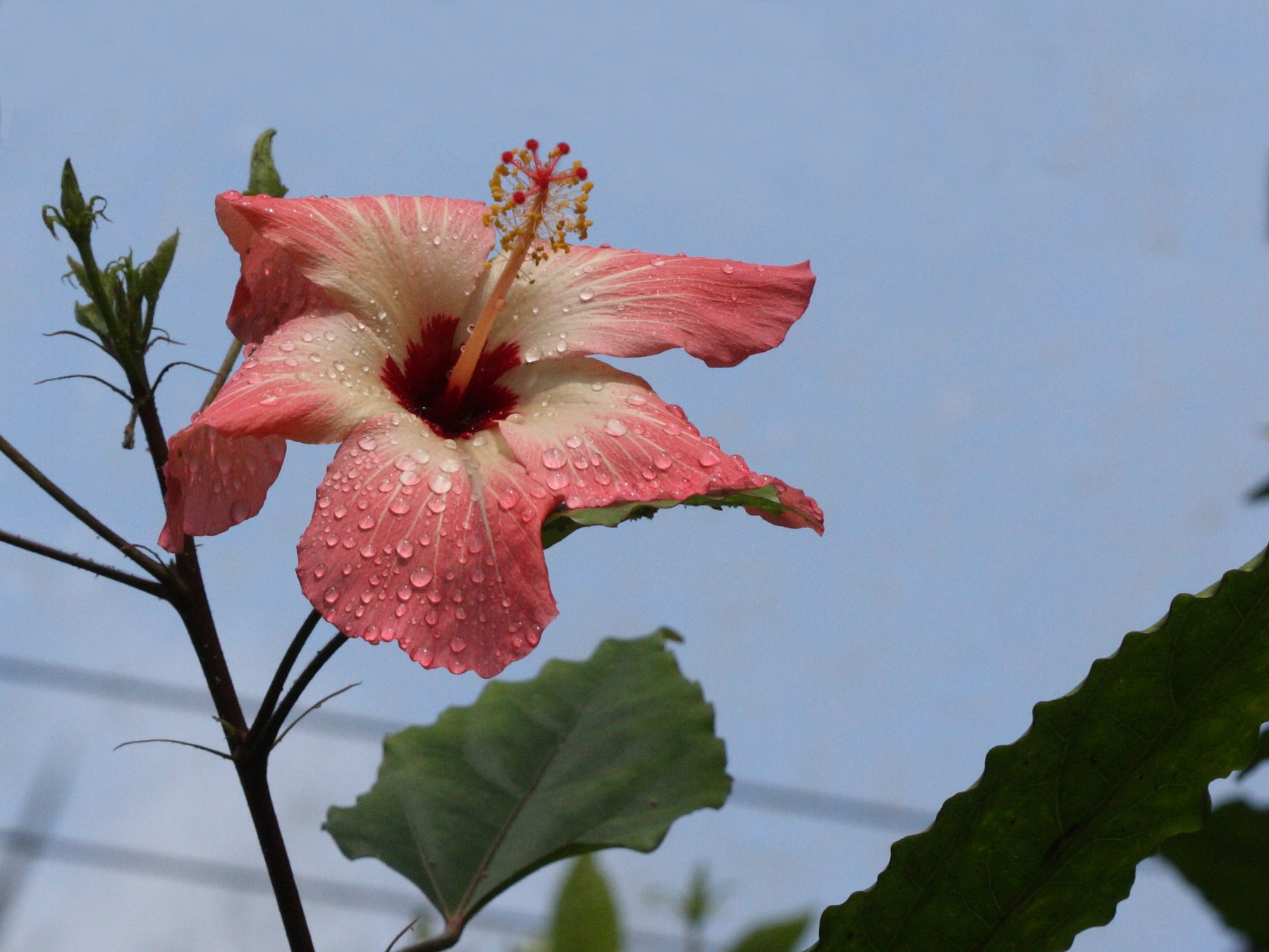 Hibiscus_storckii