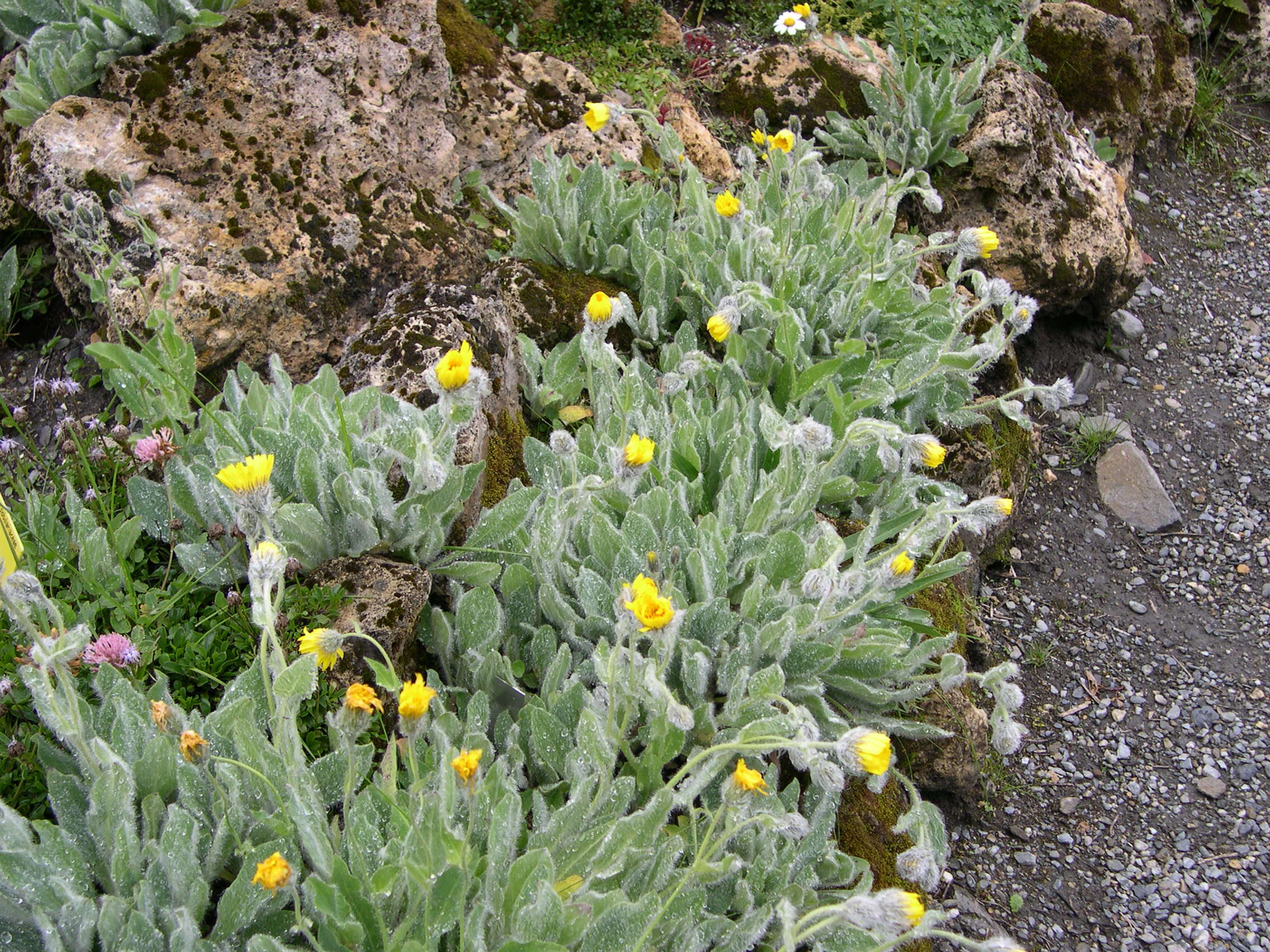 Afficher le média hieracium_villosum1md hieracium_villosum1md