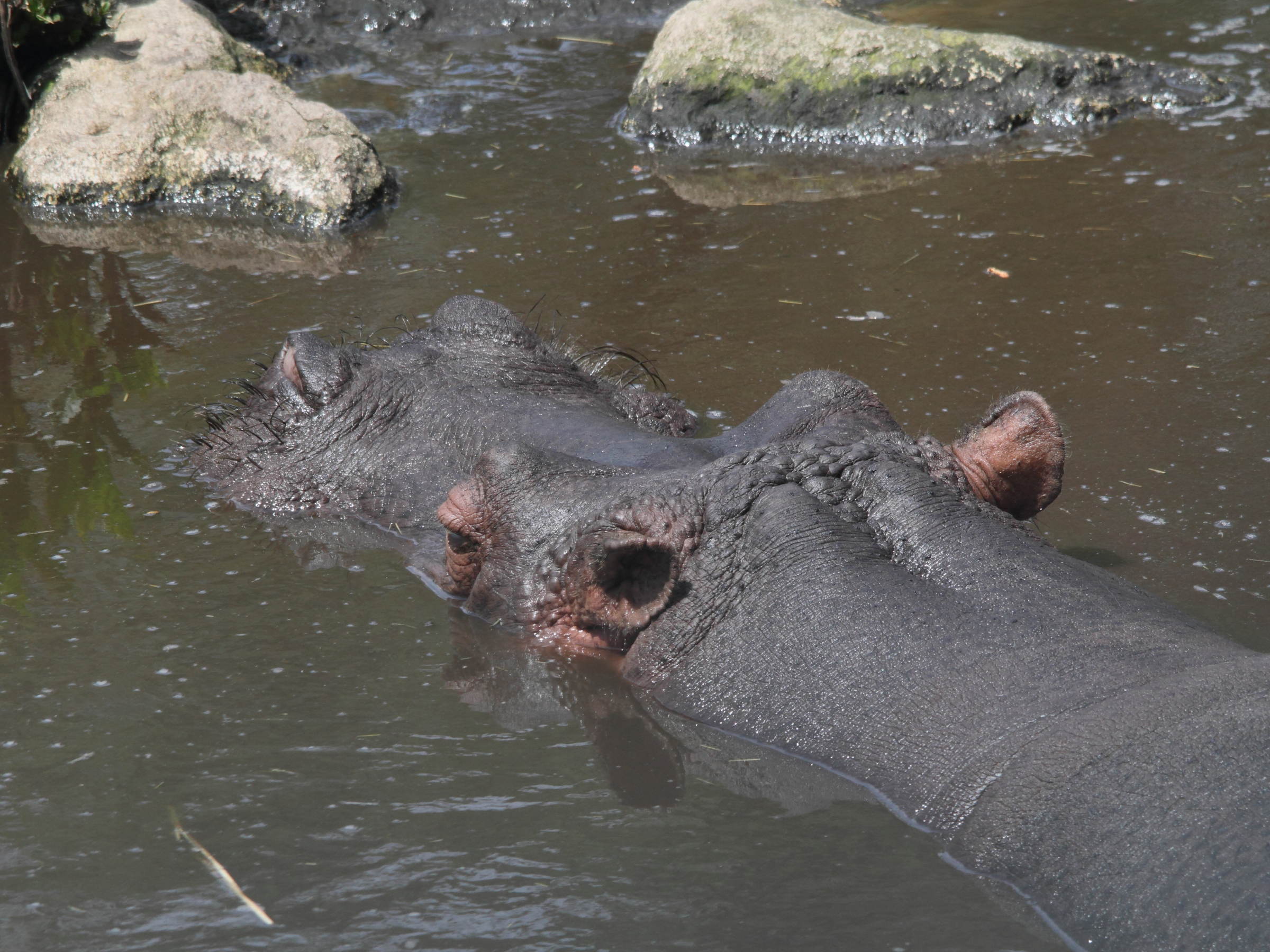 hippopotamus_amphibius3bd