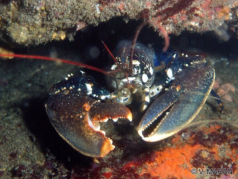 Afficher le média homarus_gammarus2vm homarus_gammarus2vm