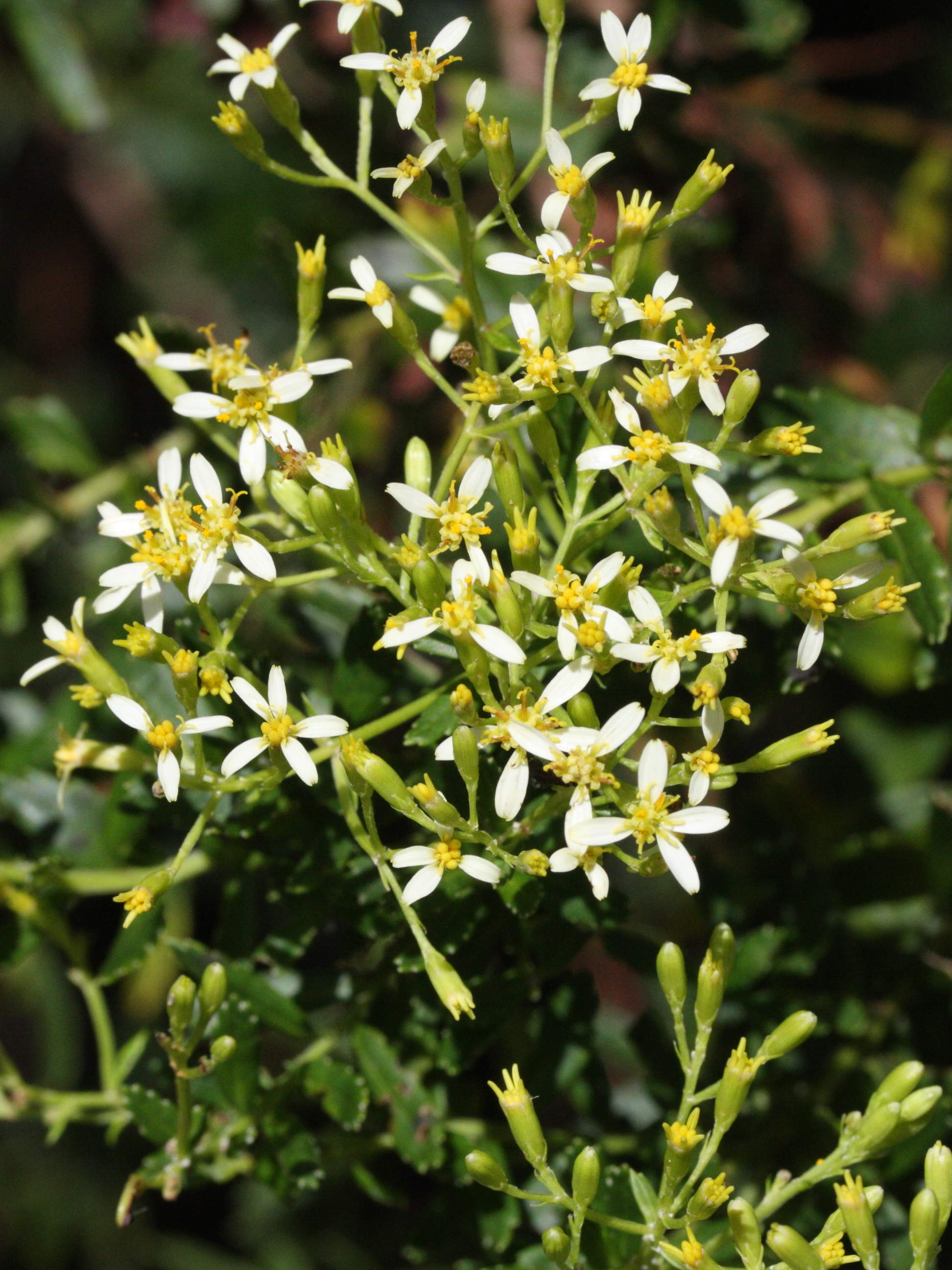 hubertia_ambavilla2md