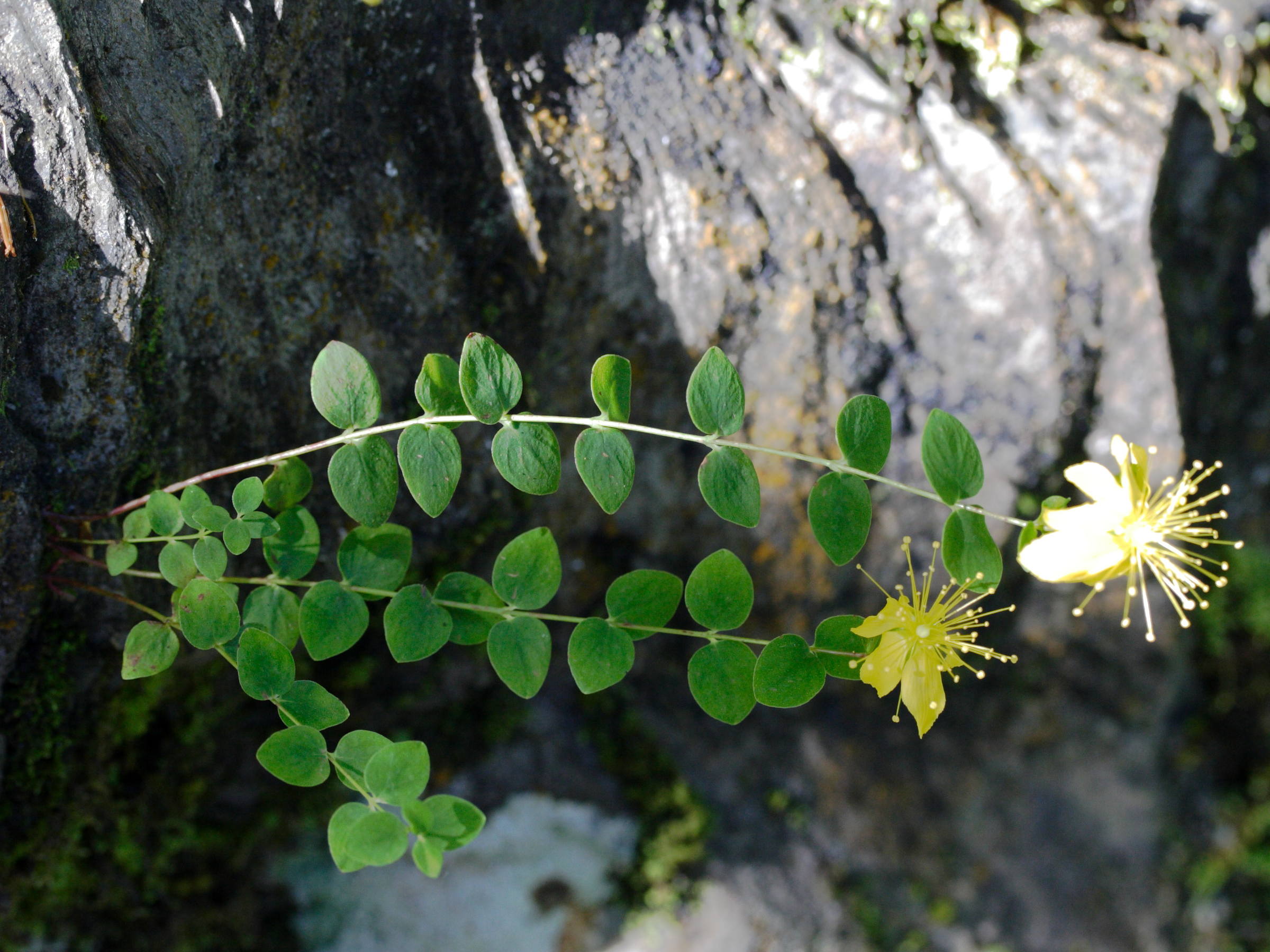 hypericum_nummularium2md