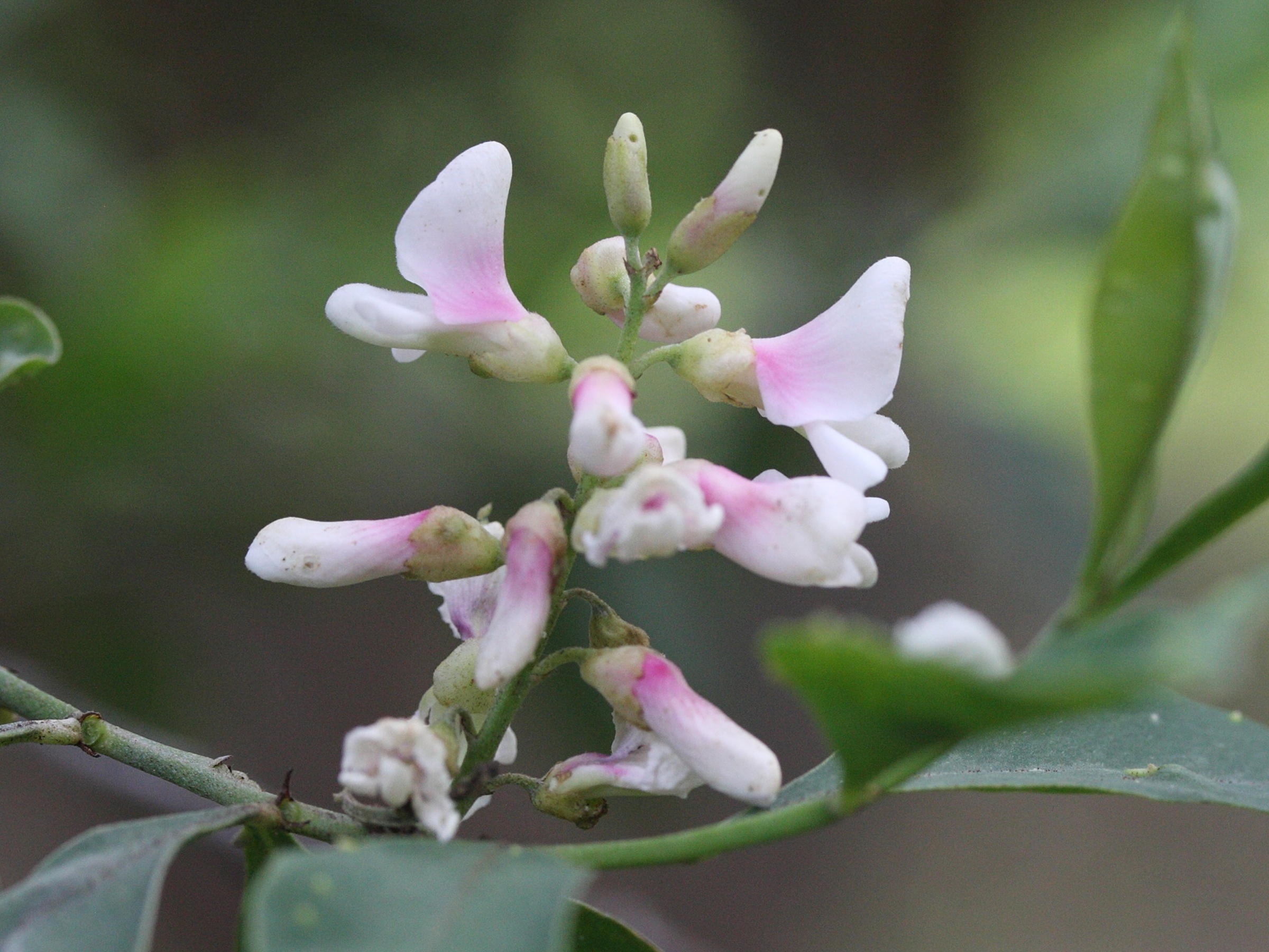 indigofera_ammoxylum4md