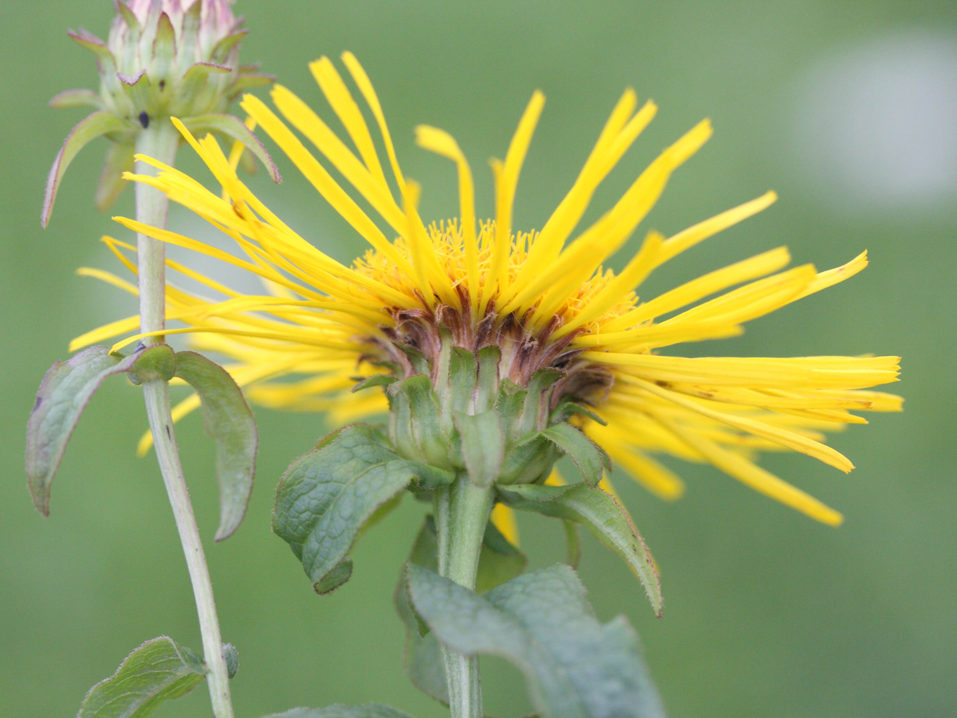 Afficher le média inula_salicina3md inula_salicina3md