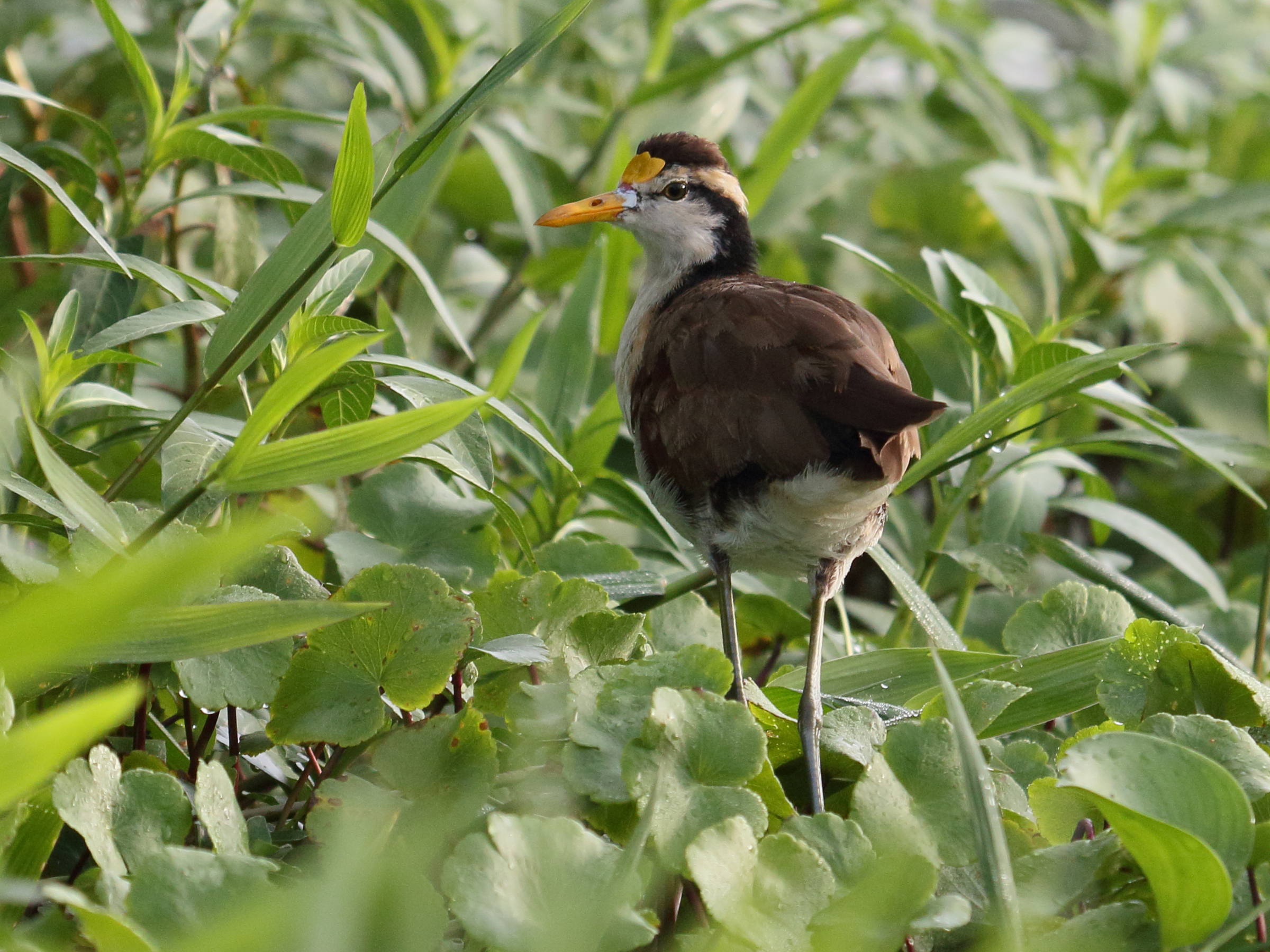jacana_du_mexique_-_jacana_spinosa3bd