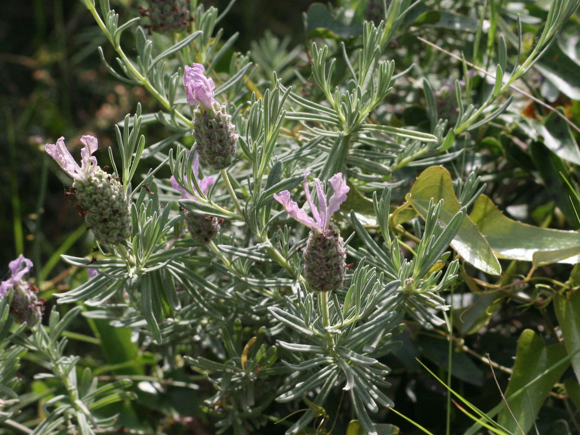 lavandula_stoechas3md