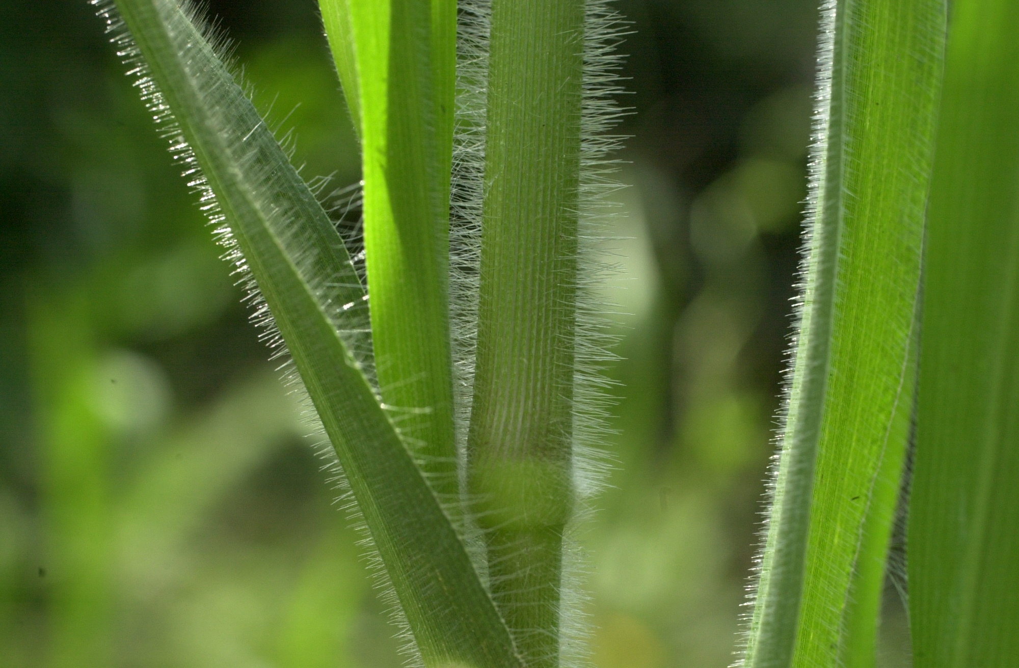 leersia_oryzoides3md