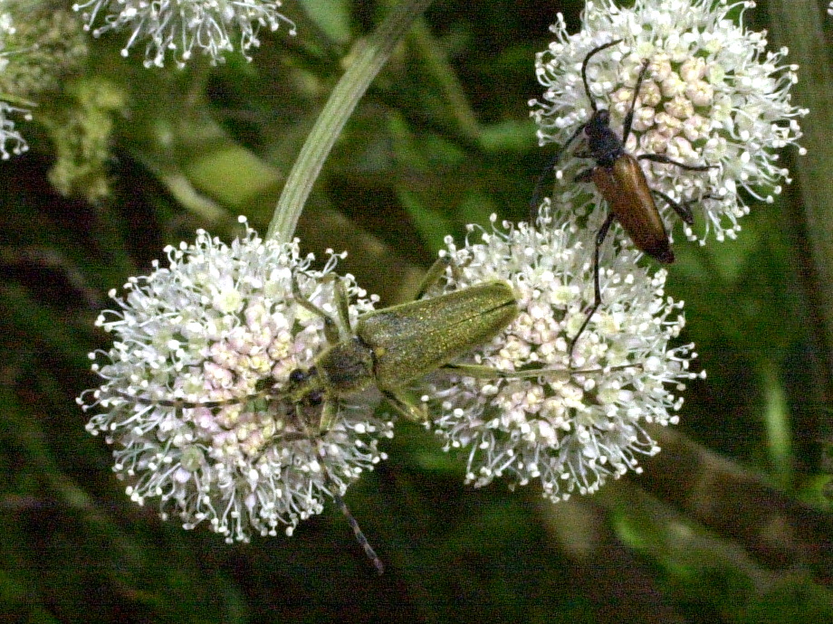 lepturobosca_virens2md