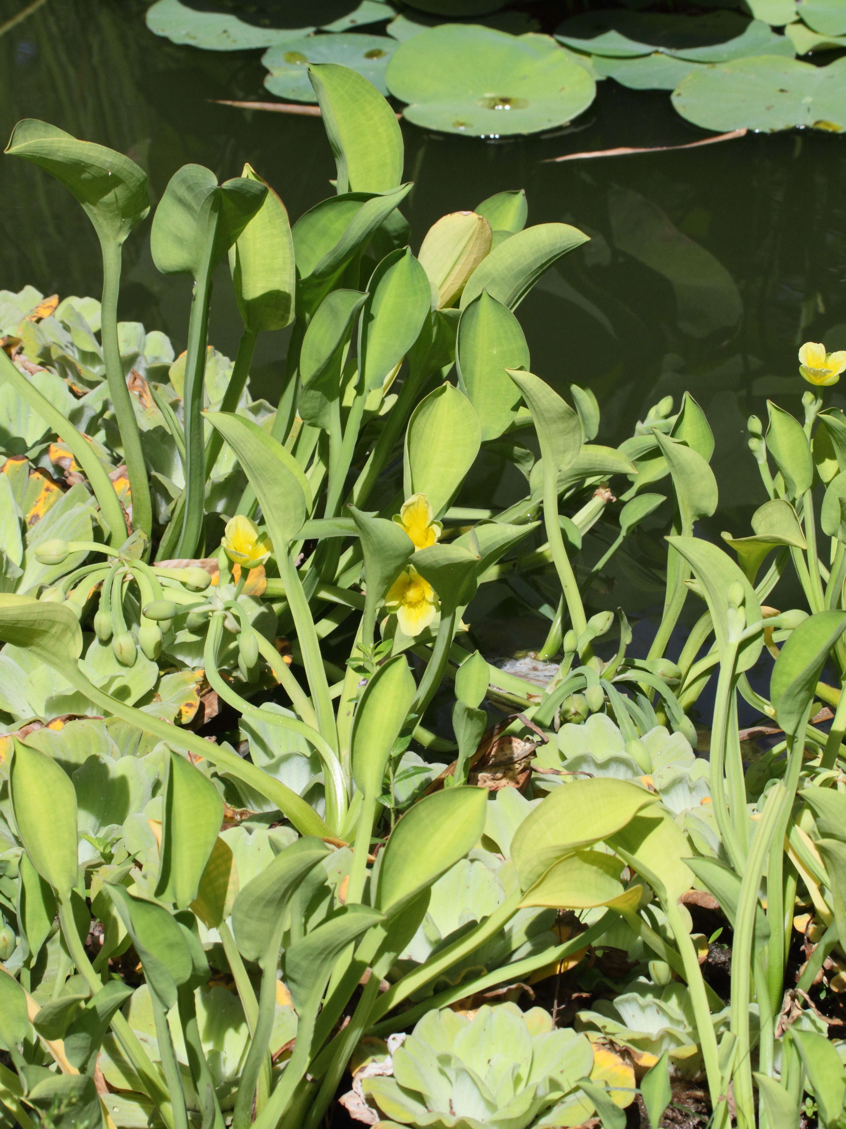 limnocharis_flava1bd