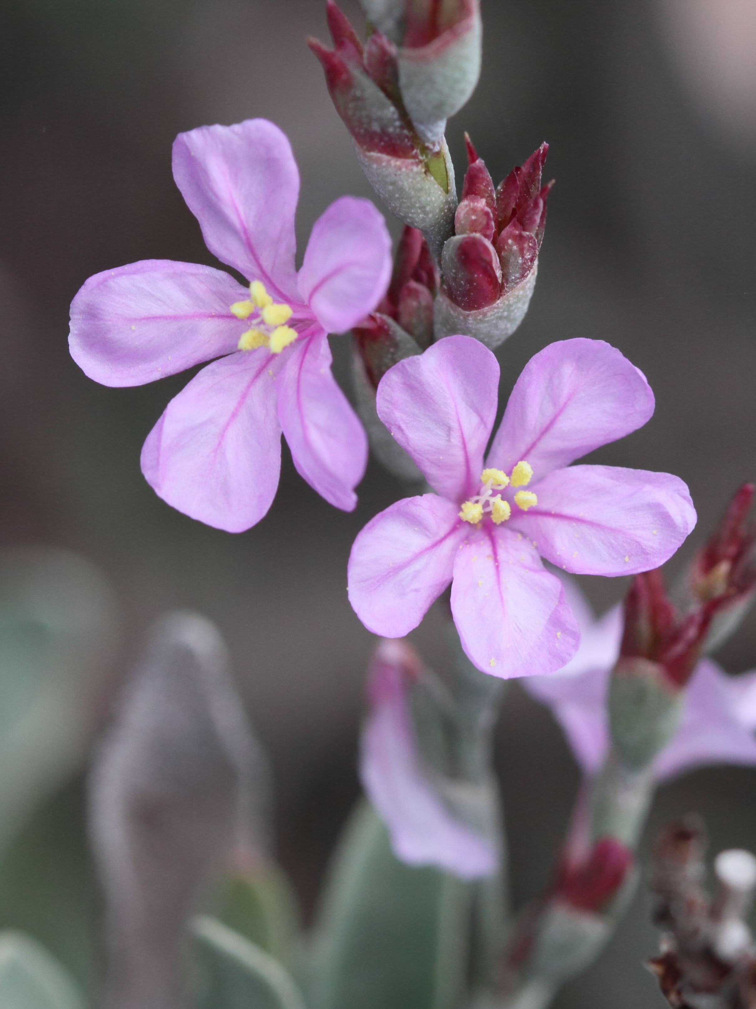 Afficher le média limoniastrum_monopetalum2bd limoniastrum_monopetalum2bd