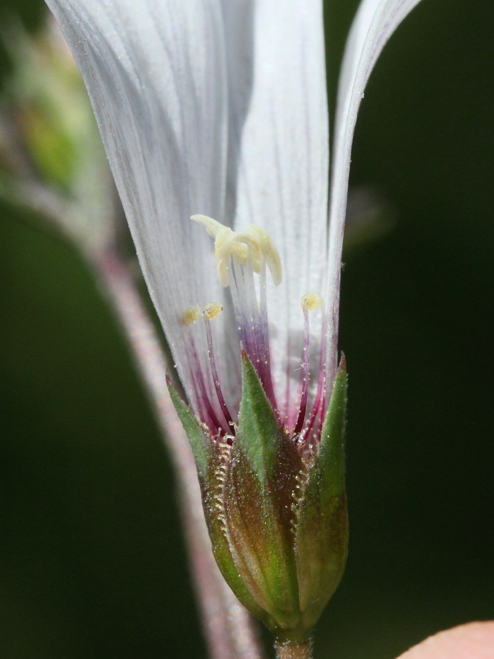 Afficher le média linum_tenuifolium5md linum_tenuifolium5md