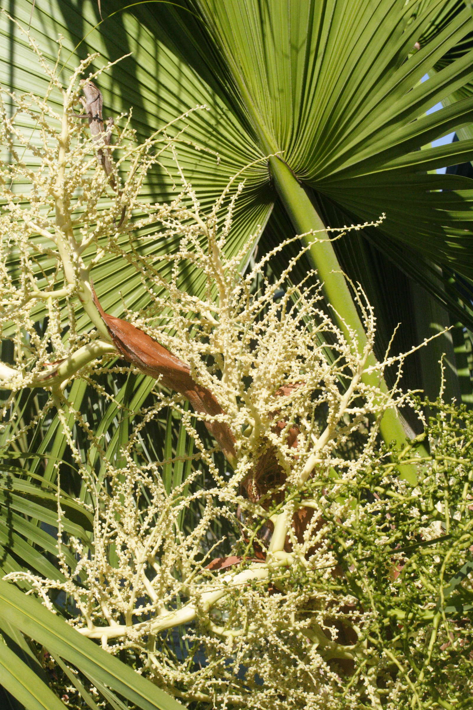 Afficher le média livistona_chinensis2md livistona_chinensis2md