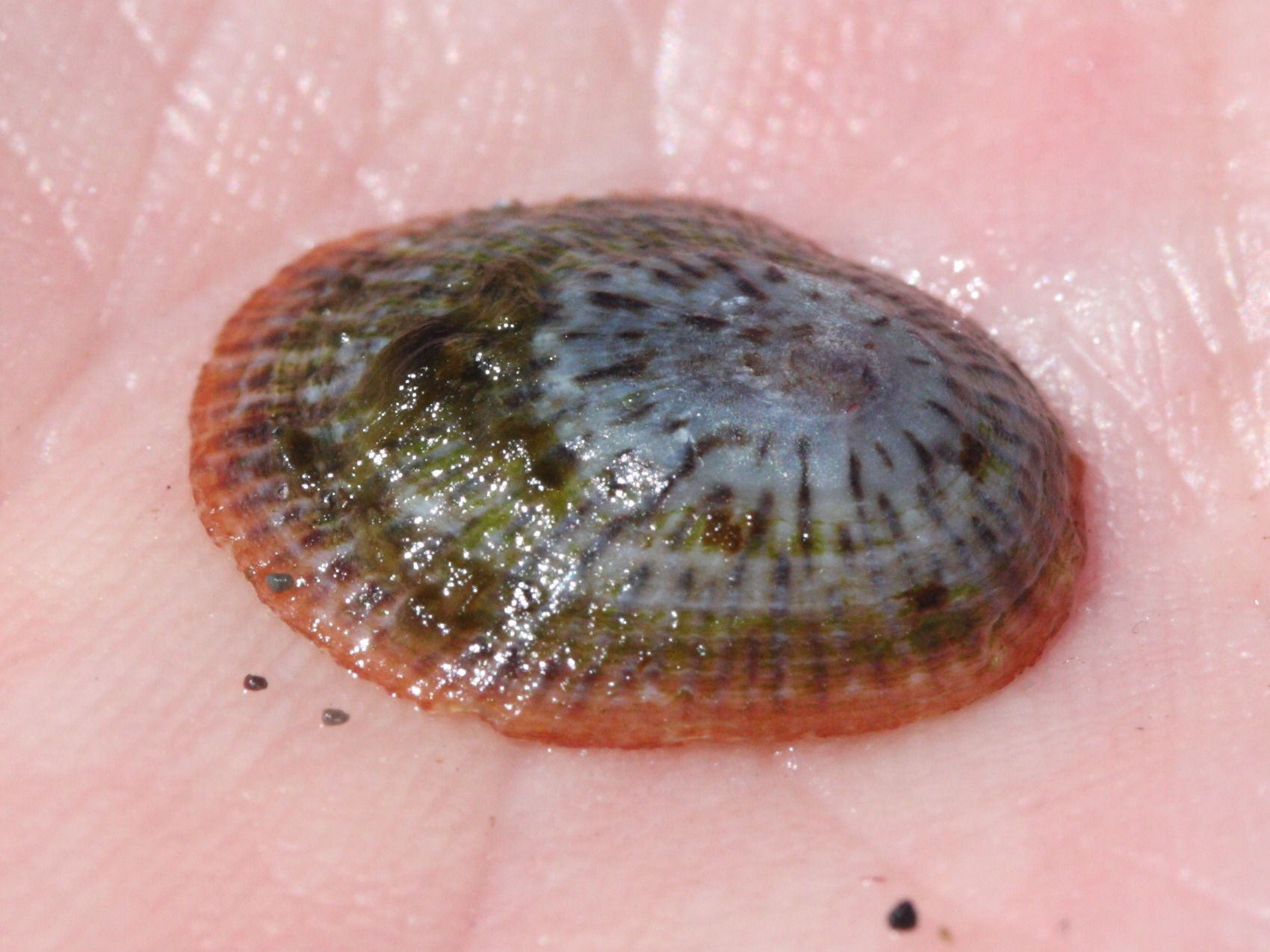 lottia_antillarum1md