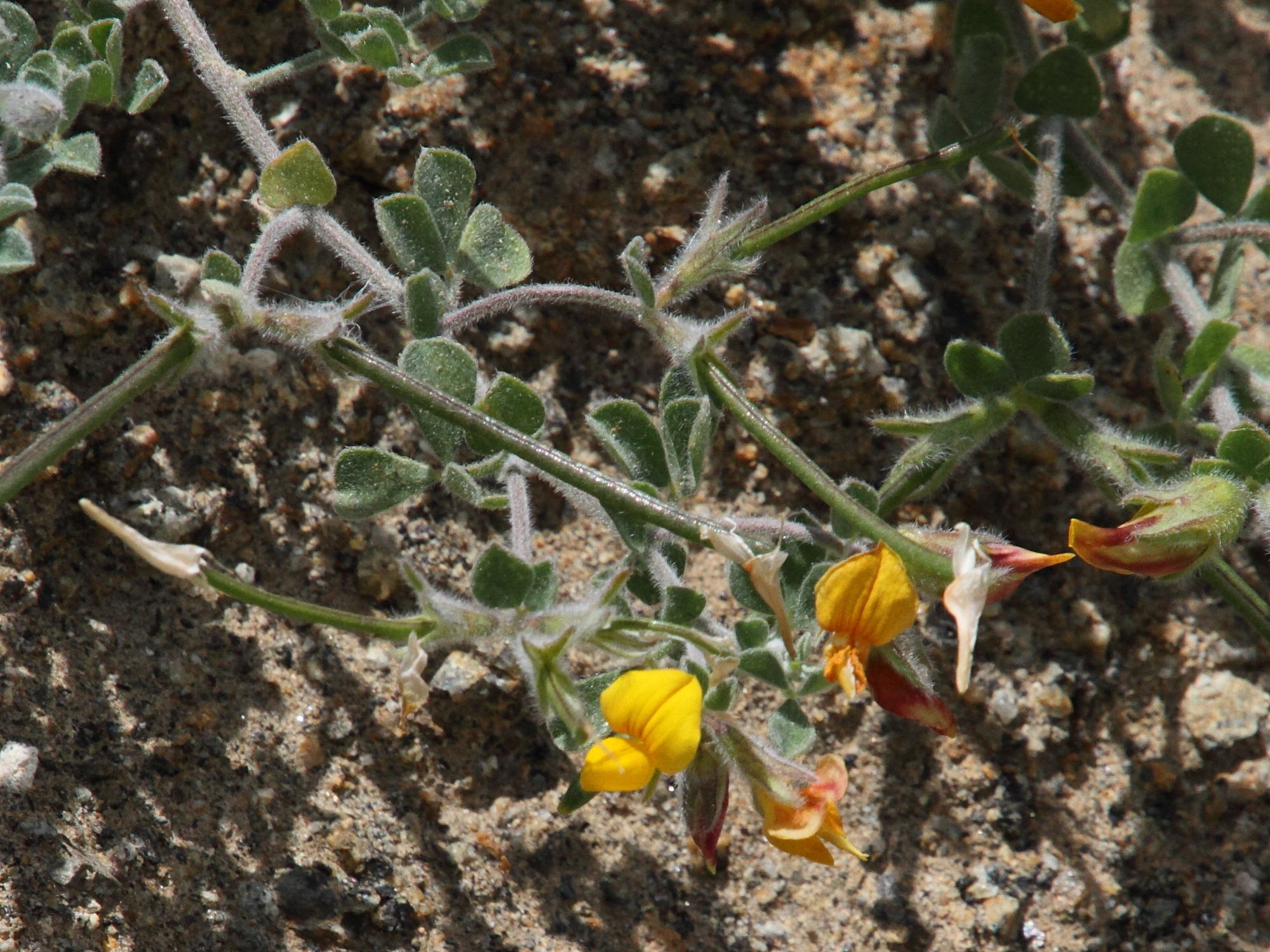 lotus_lancerottensis2md