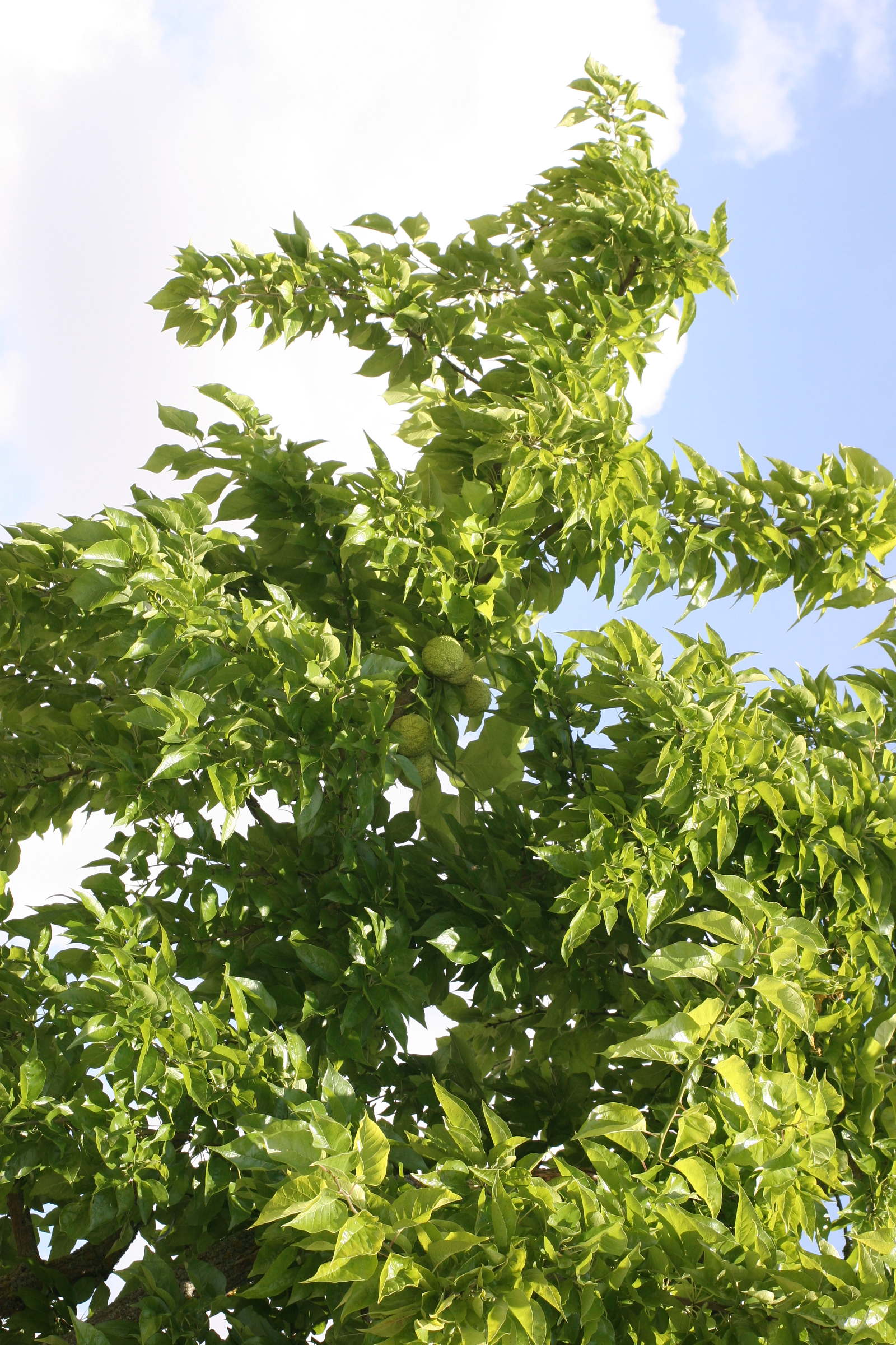 Afficher le média maclura_pomifera2md maclura_pomifera2md