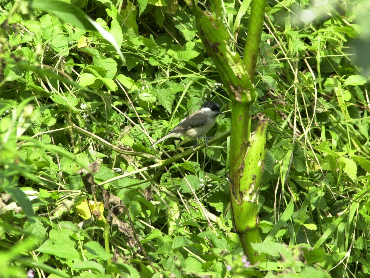 mesange_boreale_-_poecile_montanus1md