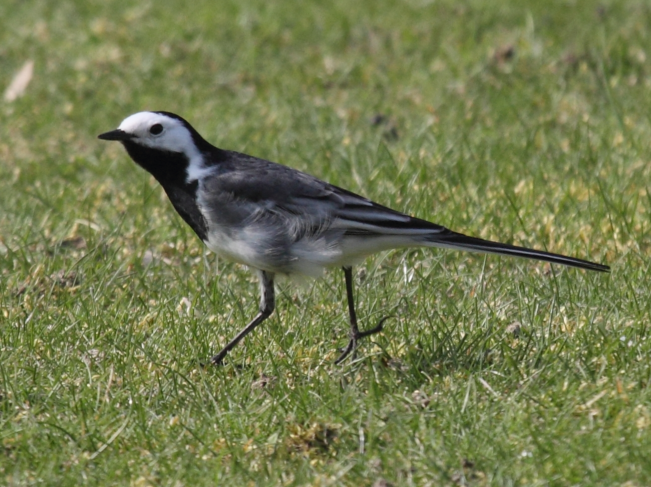 Motacilla_alba