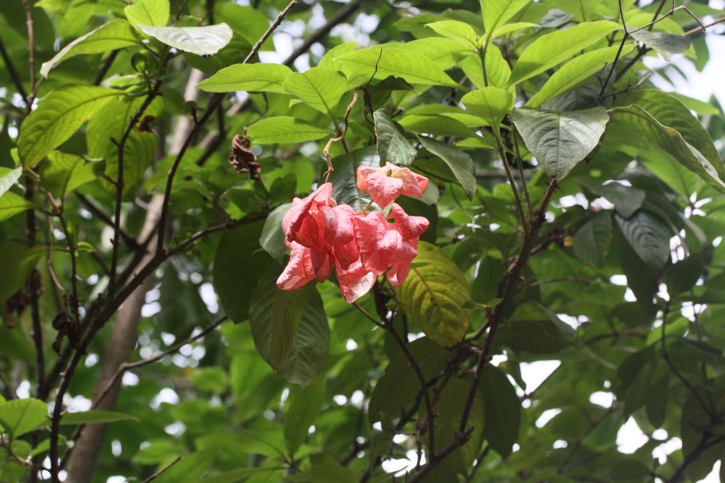 mussaenda_erythrophylla3md