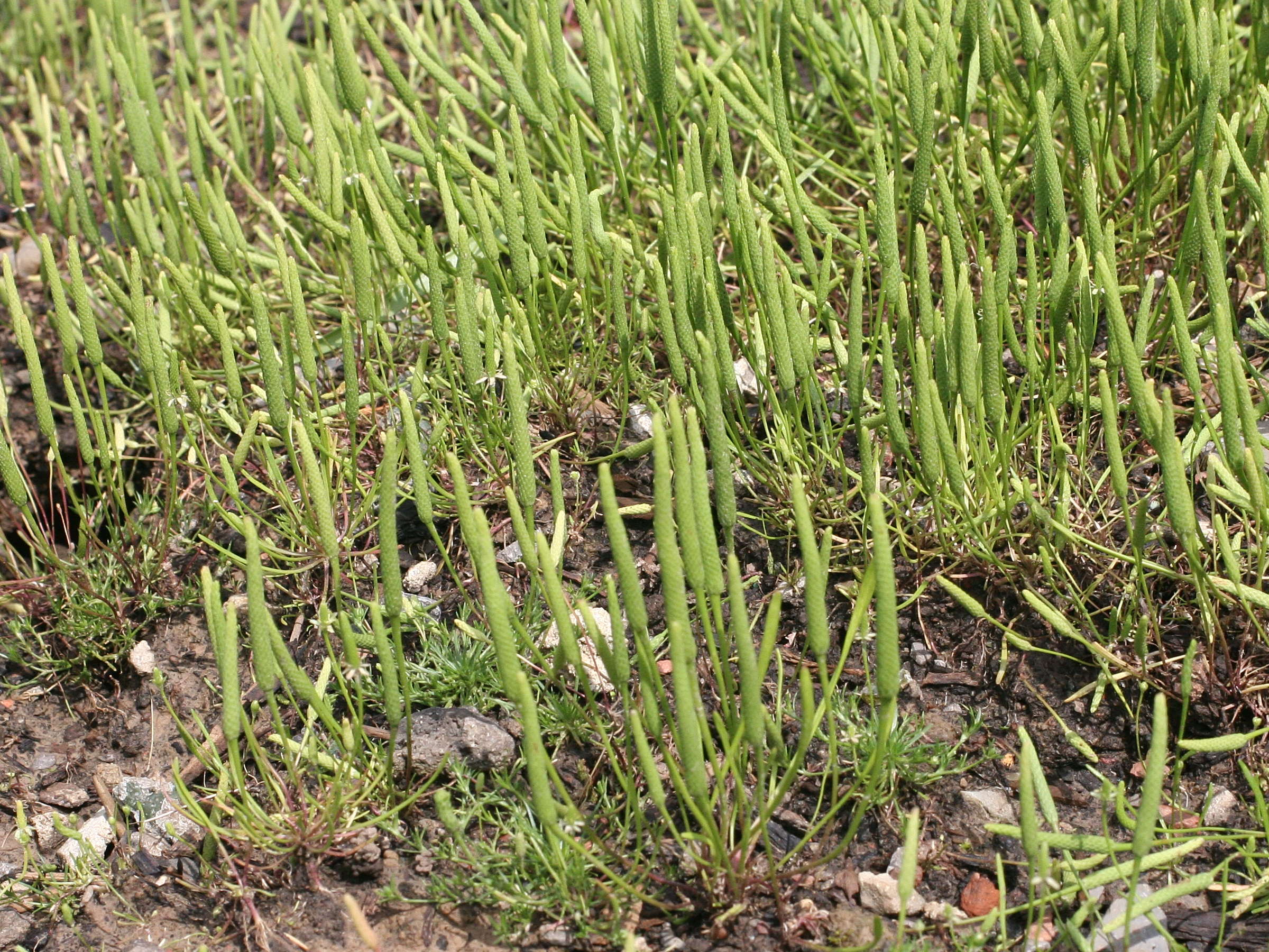 Afficher le média myosurus_minimus3md myosurus_minimus3md