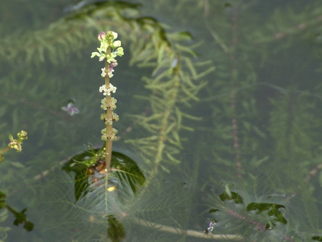 myriophyllum_spicatum3bmd