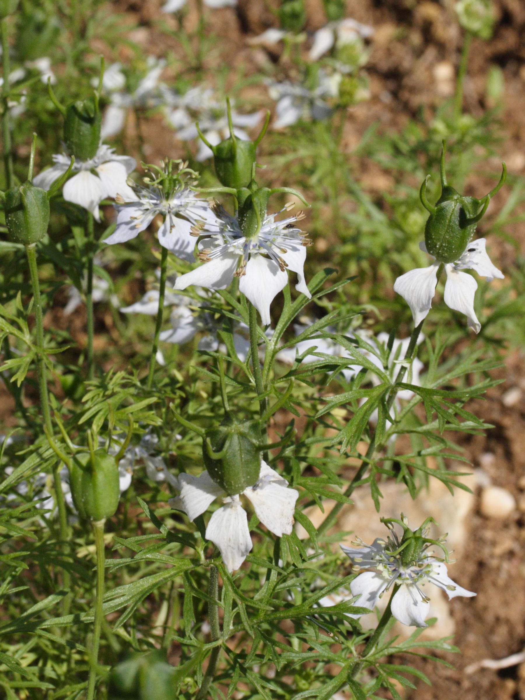 Afficher le média nigella_sativa6md nigella_sativa6md