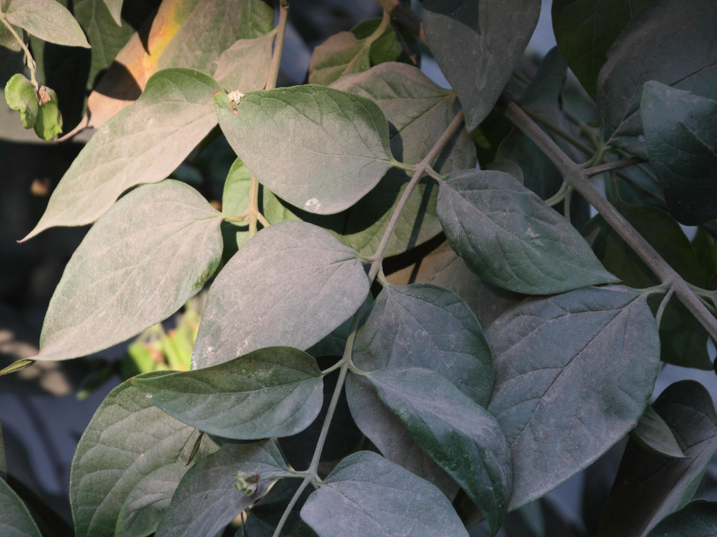 nyctanthes_arbor-tristis2md