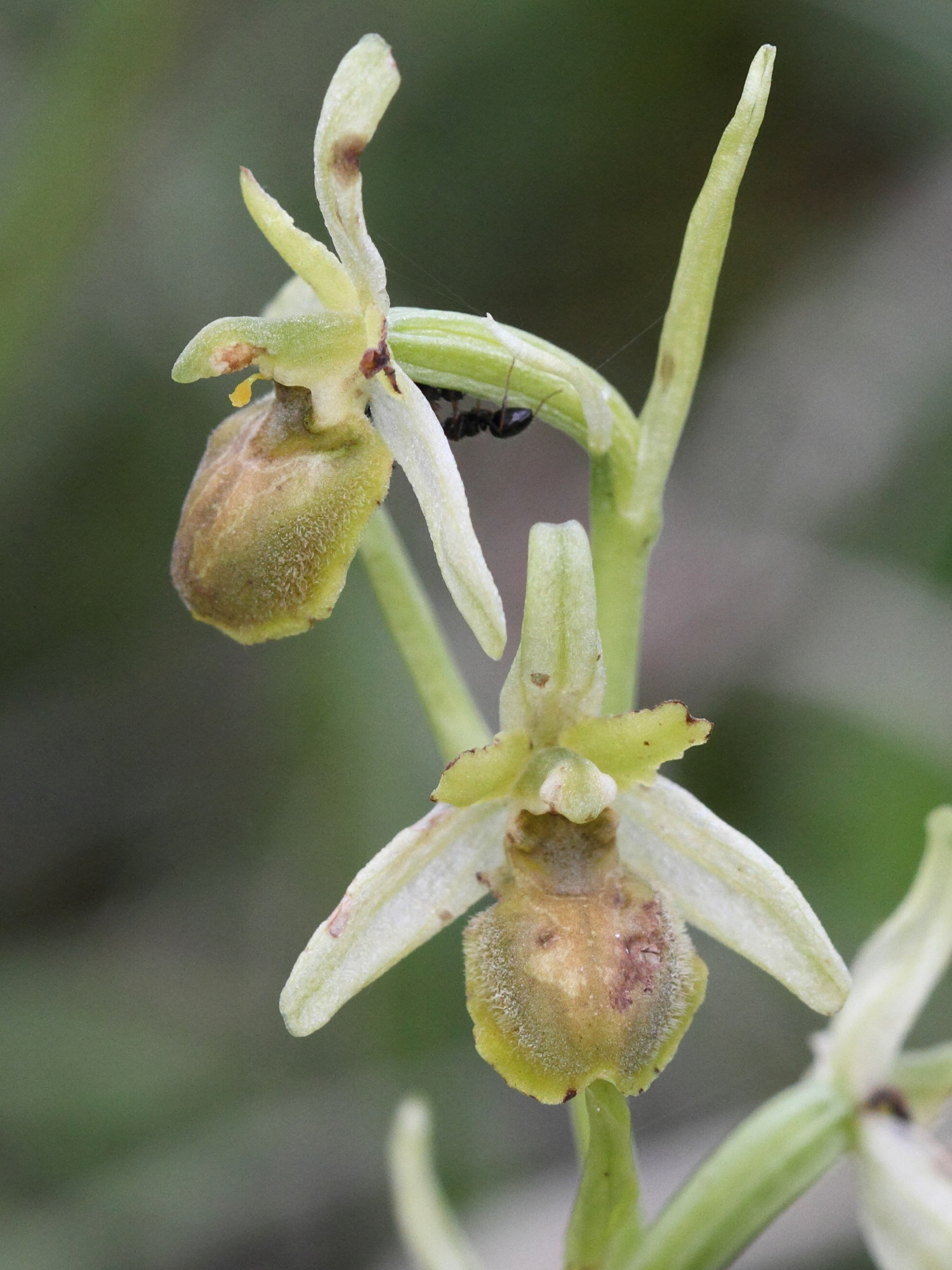 Afficher le média ophrys_virescens8bd ophrys_virescens8bd