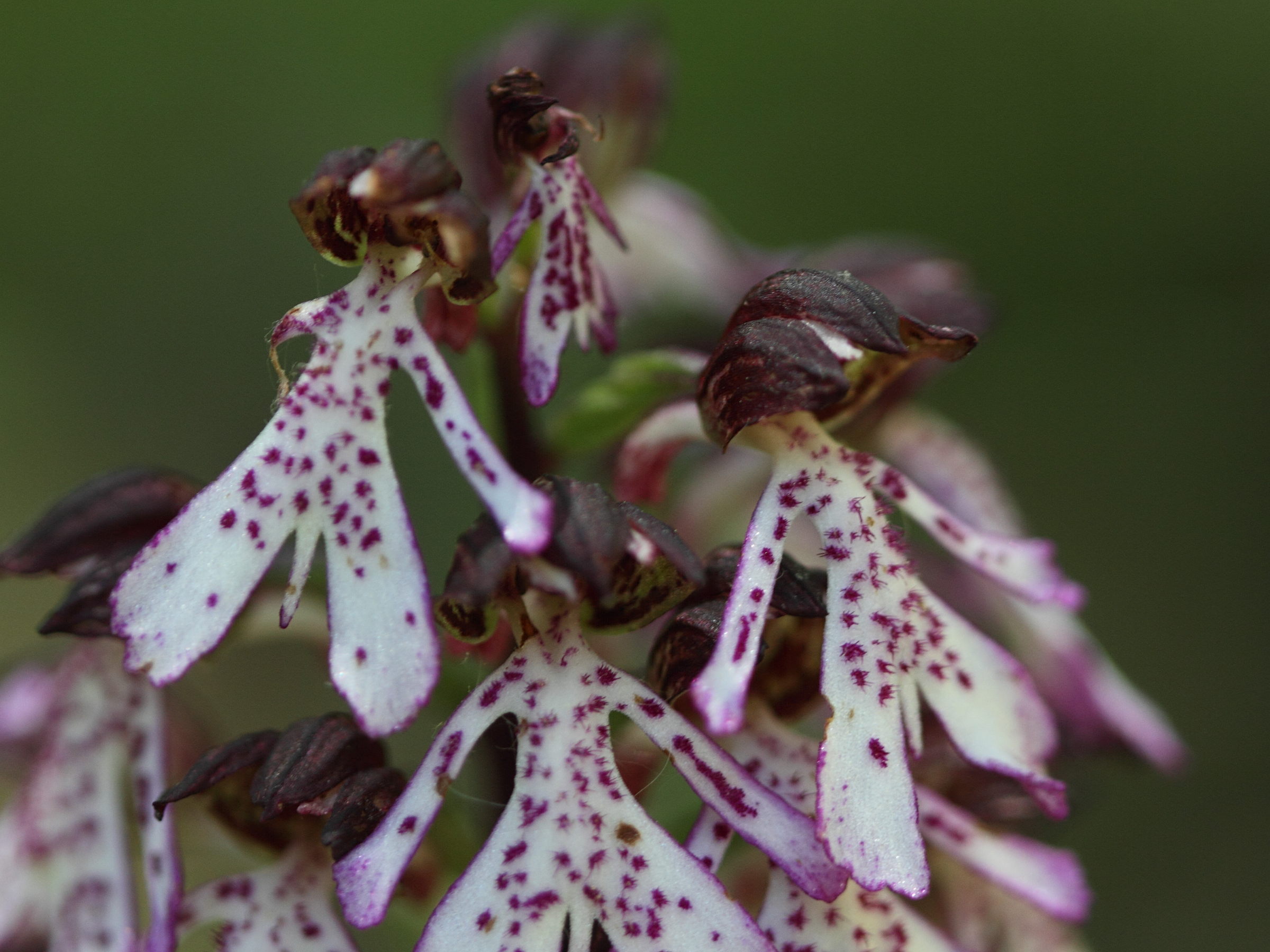 Afficher le média orchis_purpurea6bd orchis_purpurea6bd