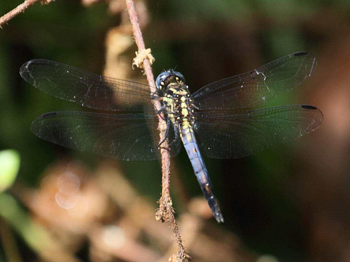 orthetrum_azureum3bd