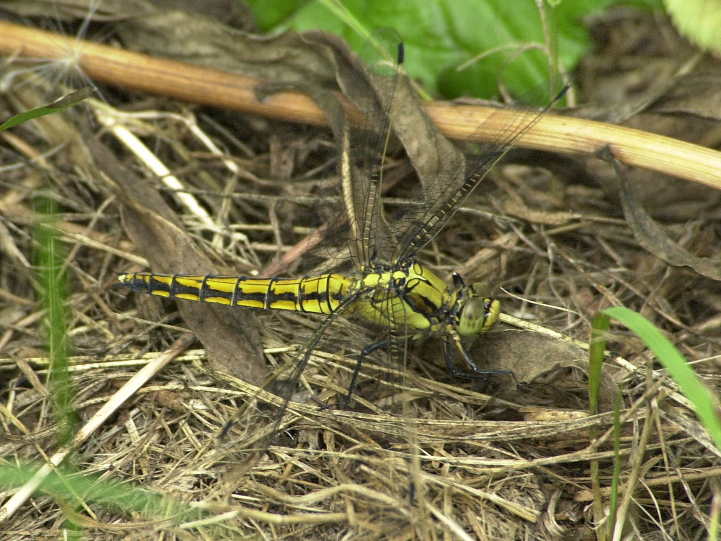 orthetrum_cancellatum5md