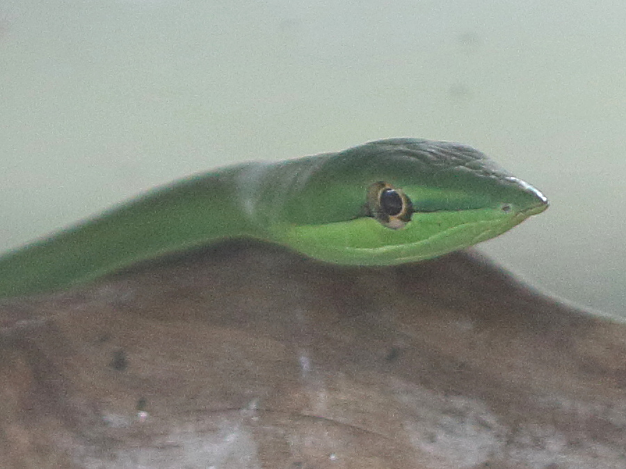 oxybelis_fulgidus2bd