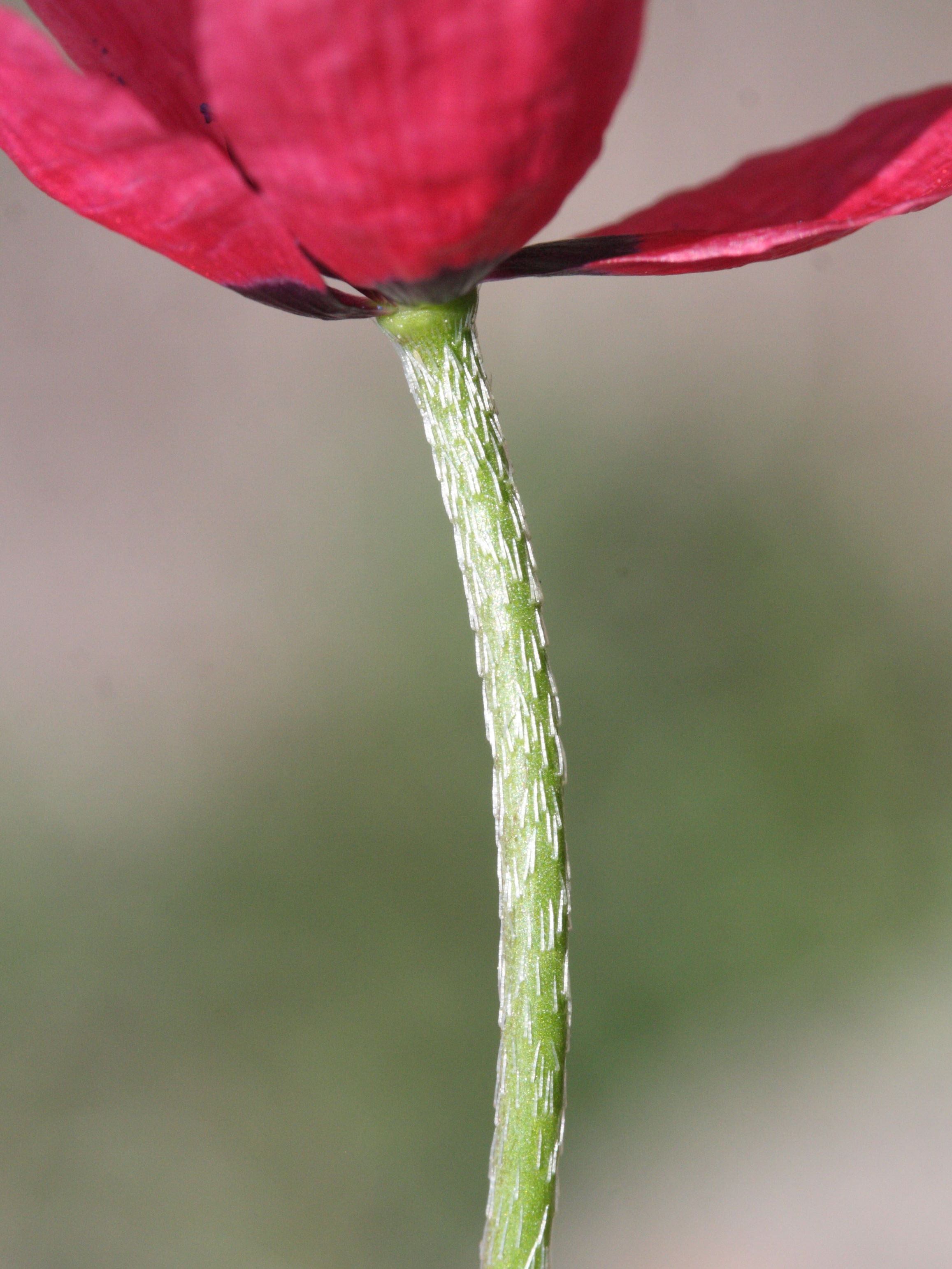Afficher le média papaver_hybridum3md papaver_hybridum3md