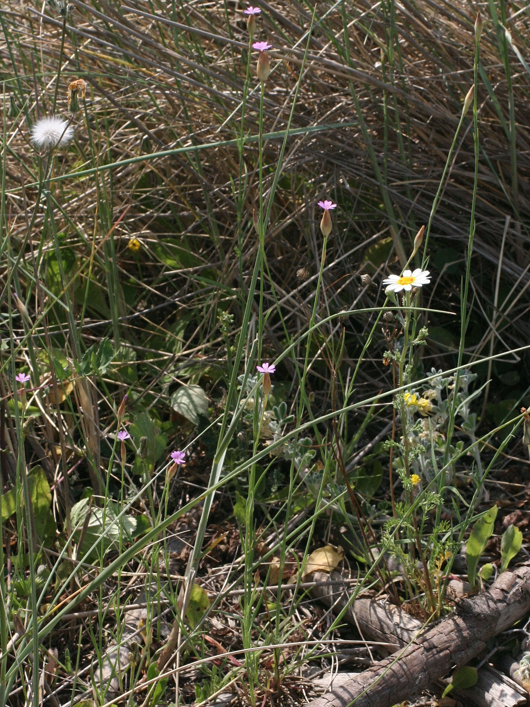 petrorhagia_prolifera5md