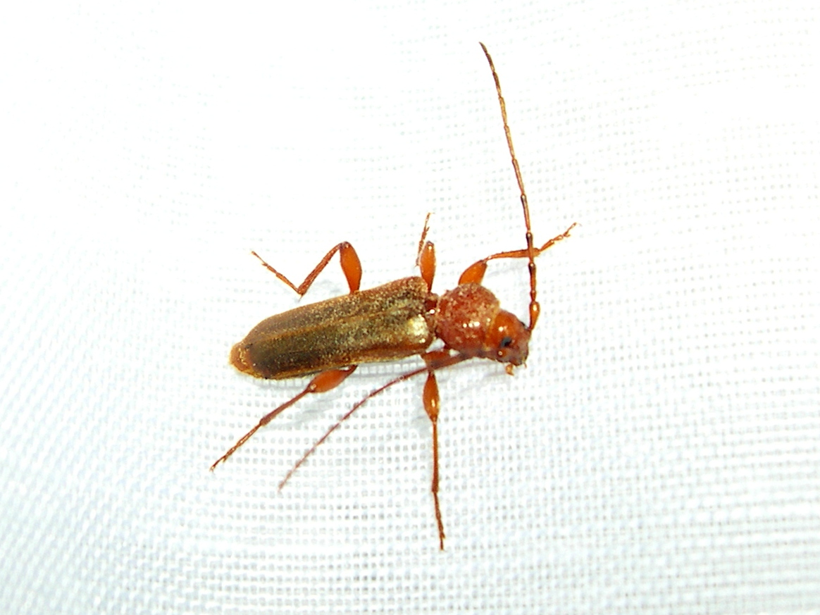 phymatodes_testaceus2md