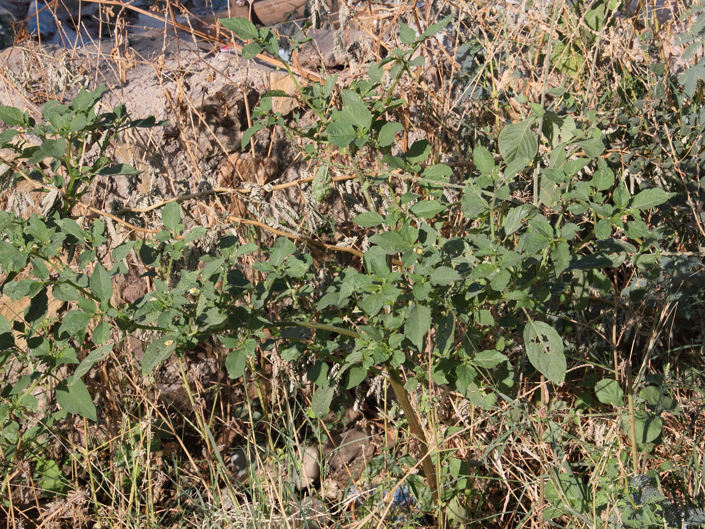 physalis_peruviana8md
