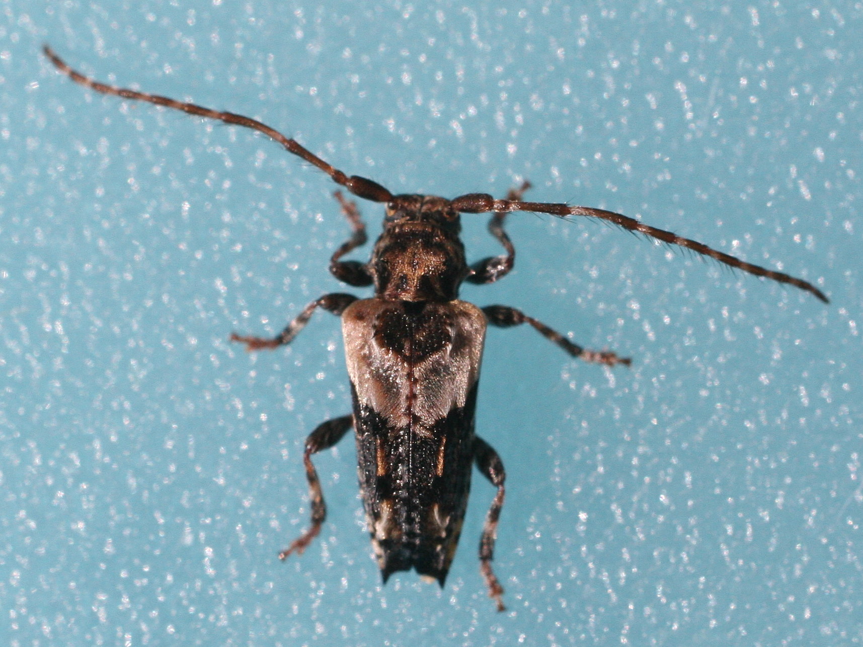 Afficher le média pogonocherus_hispidus1bd pogonocherus_hispidus1bd