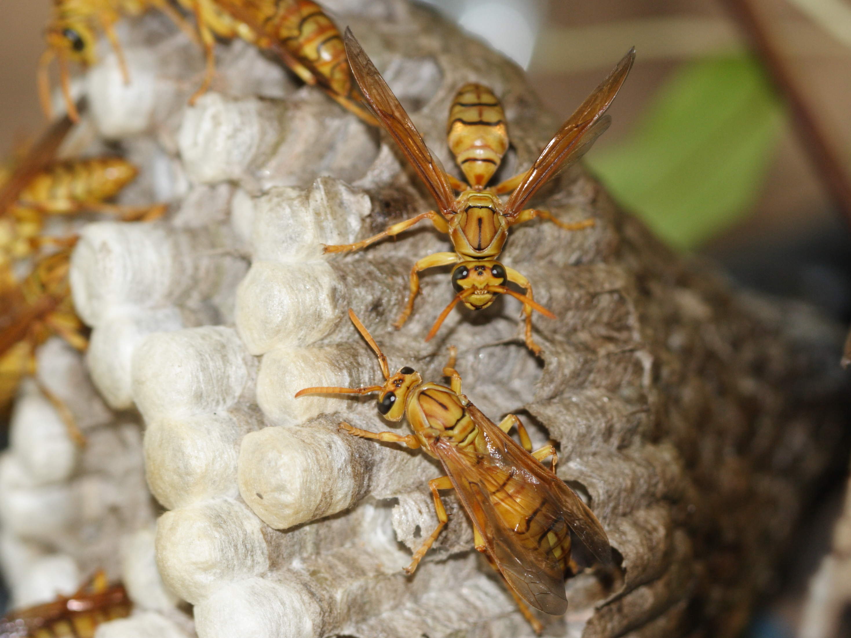 Polistes_olivaceus