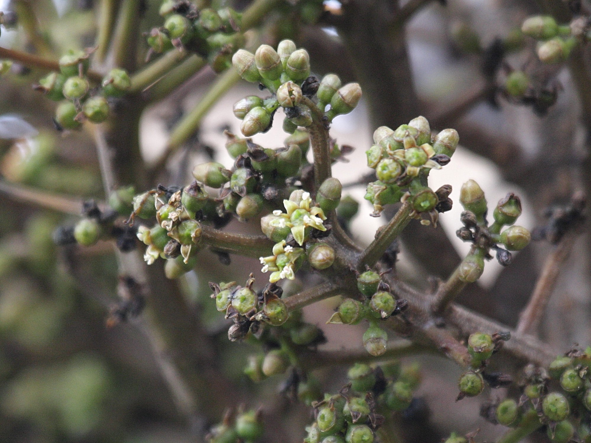 polyscias_rivalsii2md