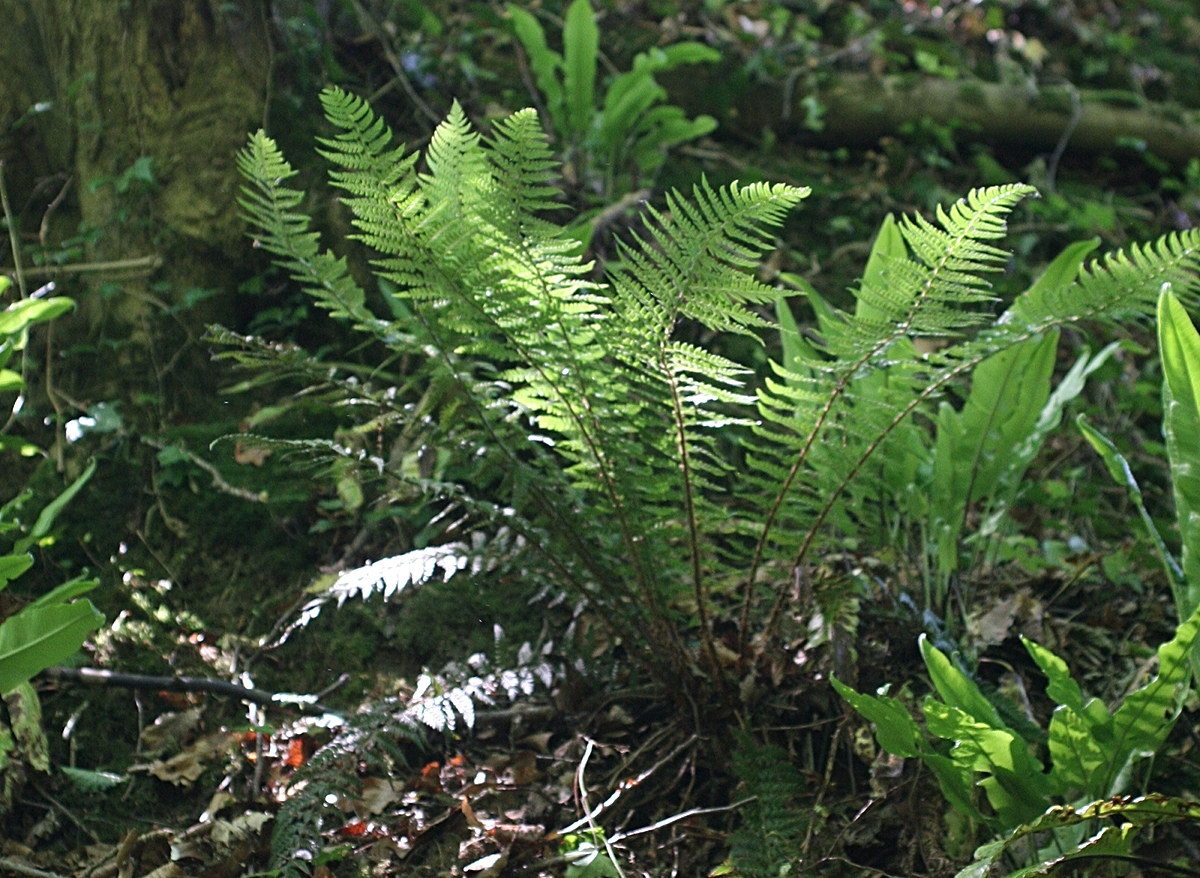 polystichum_aculeatum1md