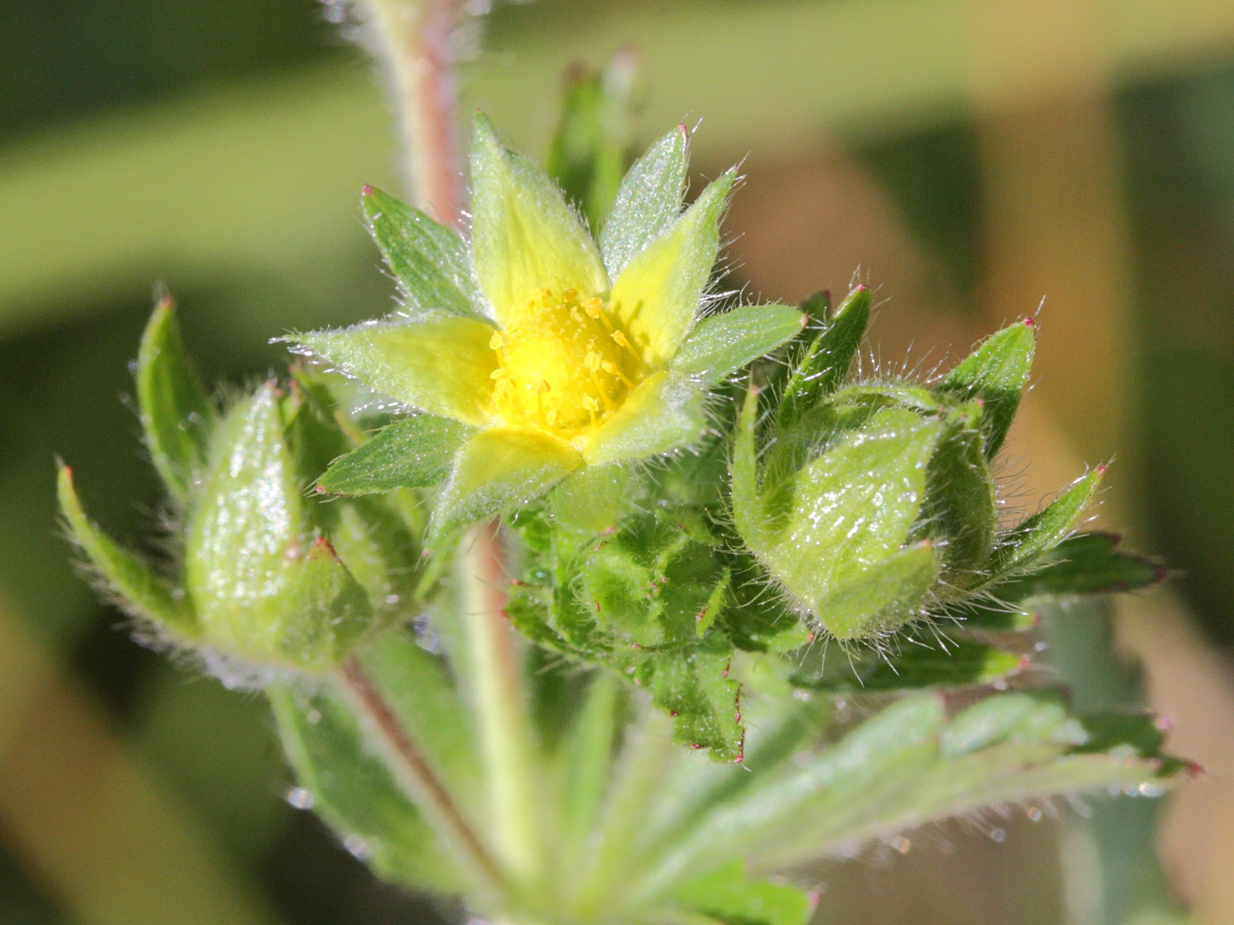 potentilla_norvegica3md
