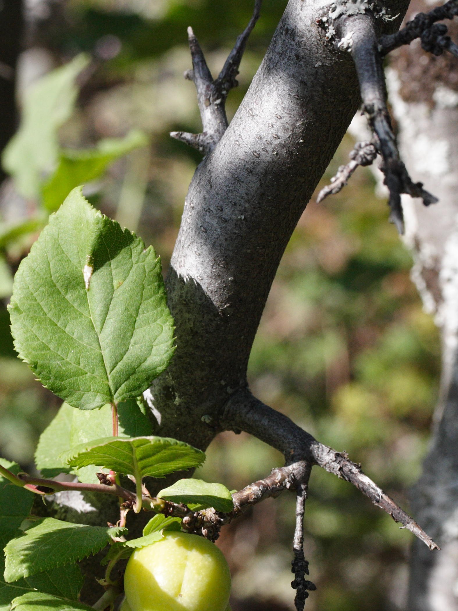 prunus_brigantina4md