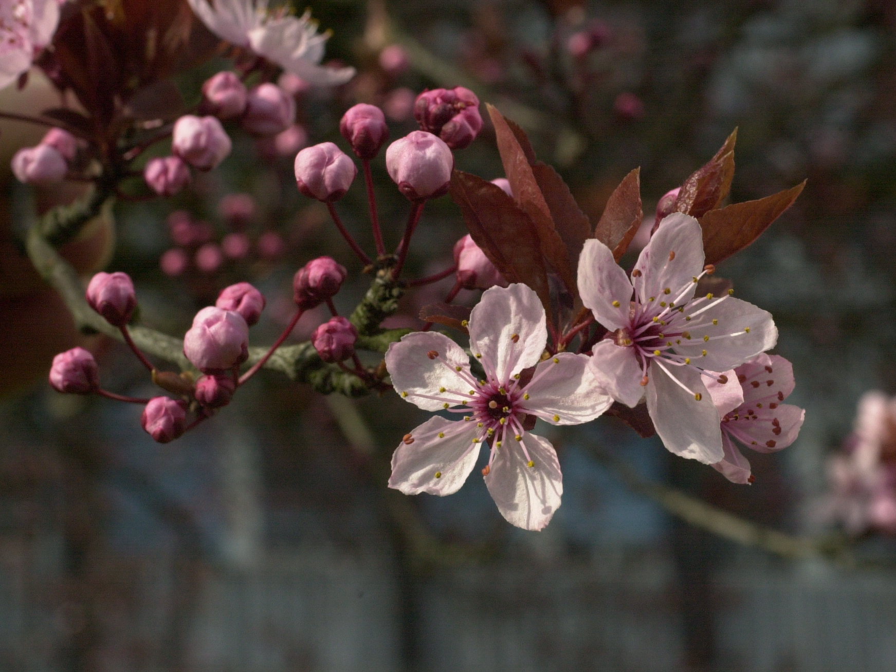 Afficher le média Prunus_cerasifera f. atropurpurea Prunus_cerasifera f. atropurpurea