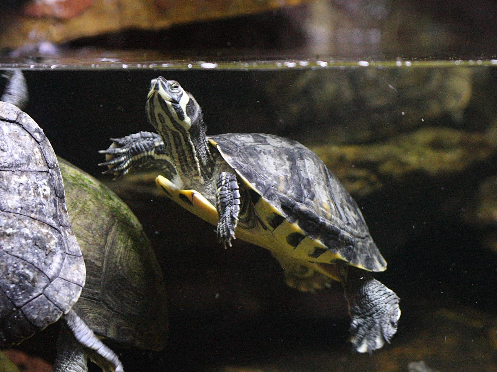 pseudemys_concinna4bd