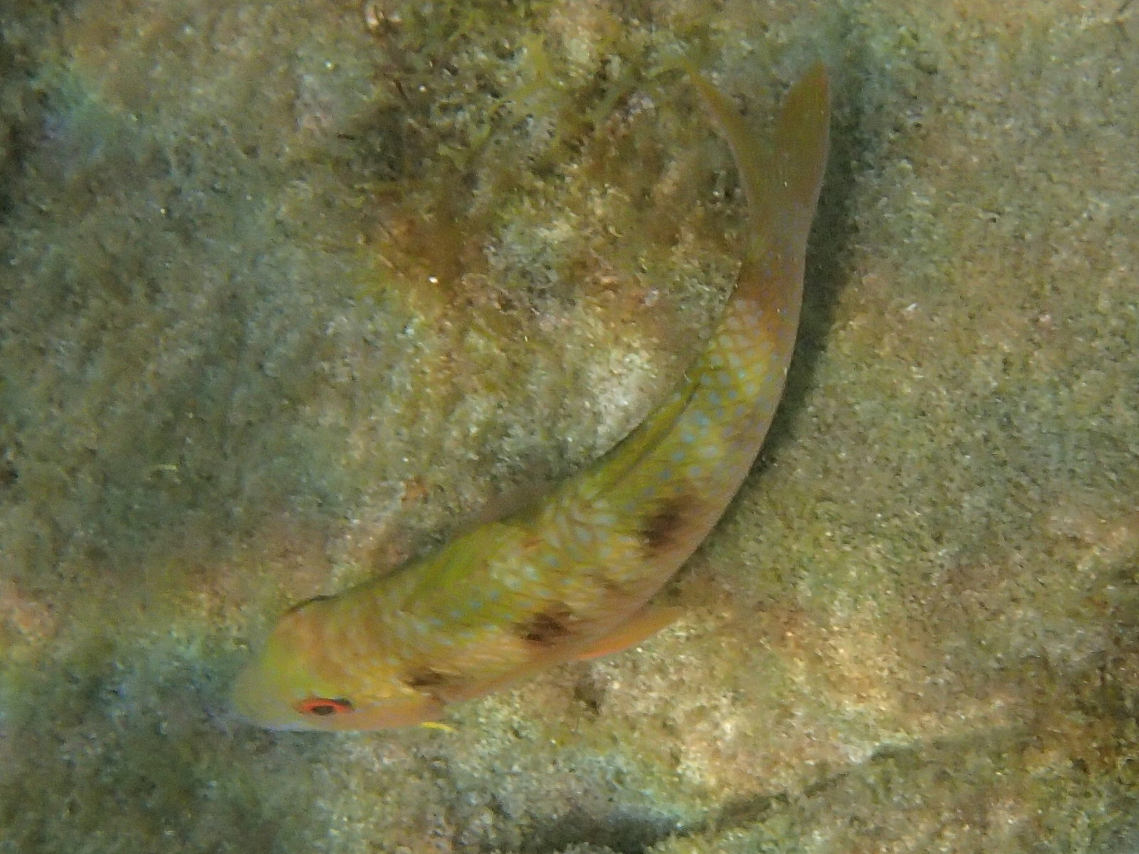 pseudupeneus_maculatus3sd