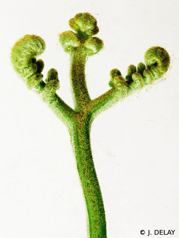 pteridium_aquilinum9jd