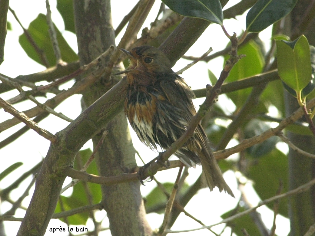 rougegorge_familier_-_erithacus_rubecula5bd