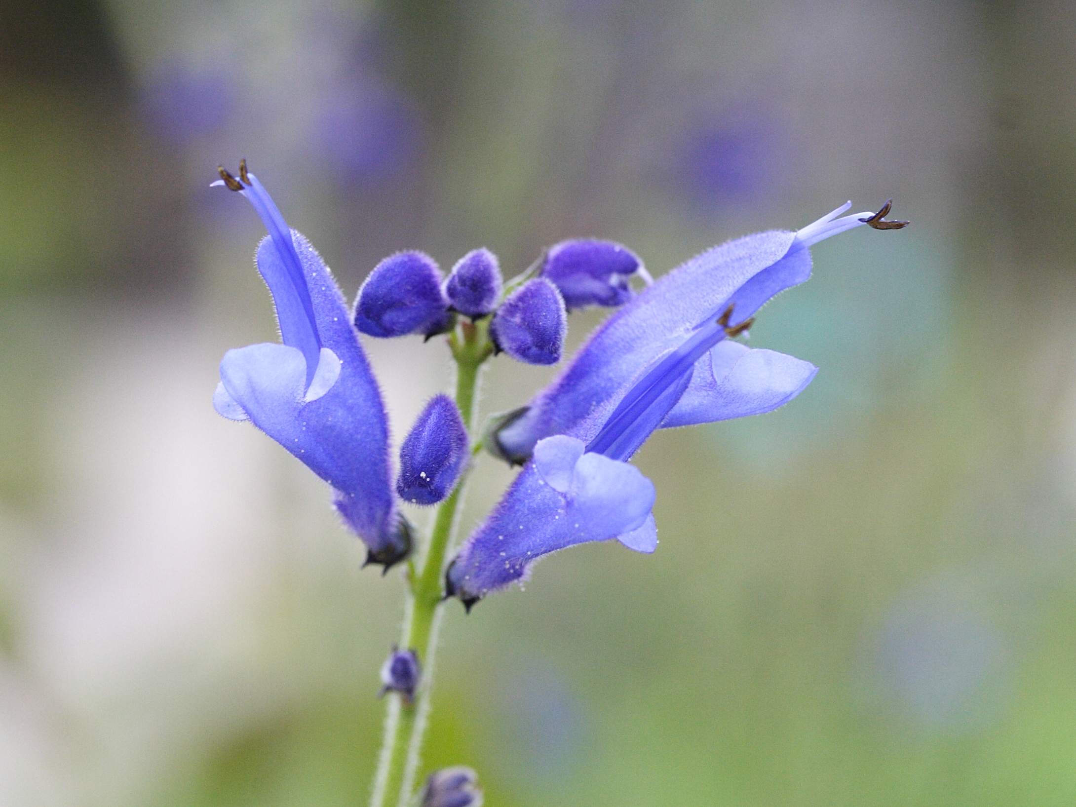 salvia_cacaliifolia2md